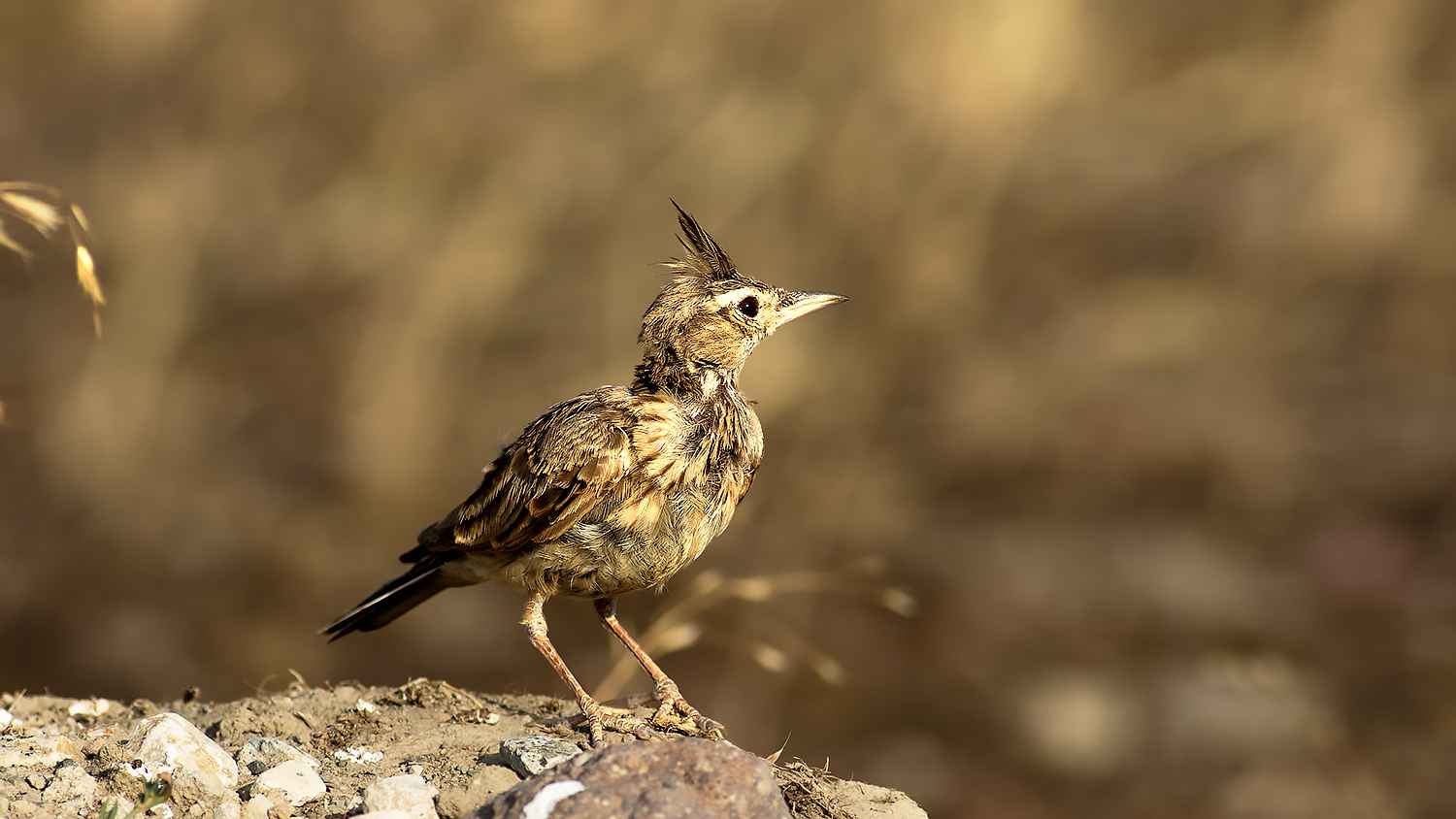 Crested Lark